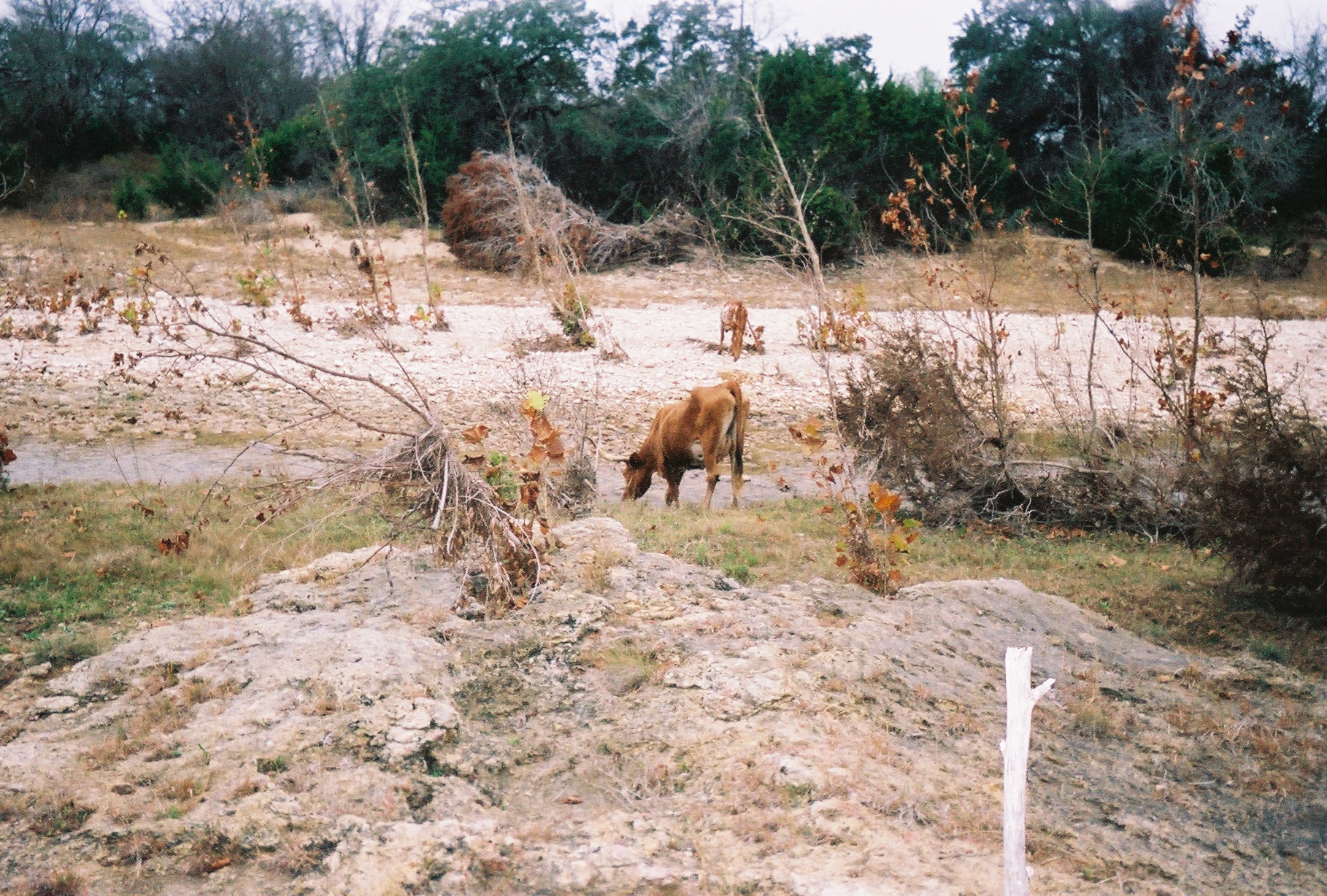 017_longhorn_calf in Cow Cr 12_8_2007.jpg